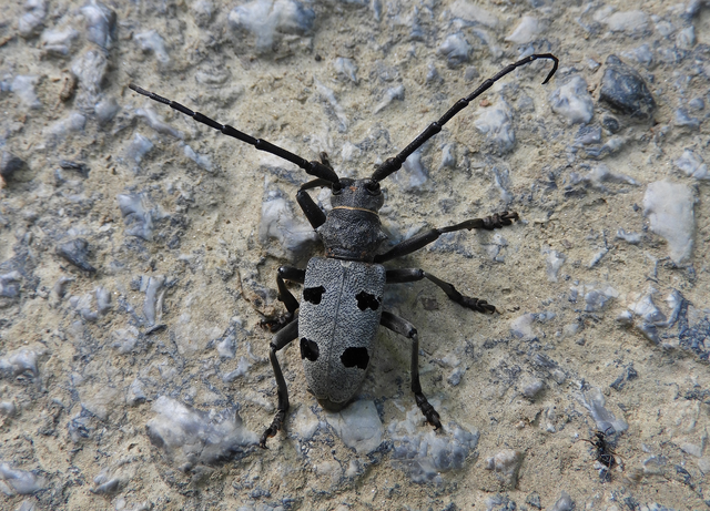 Morimus asper funereus - gyászcincér