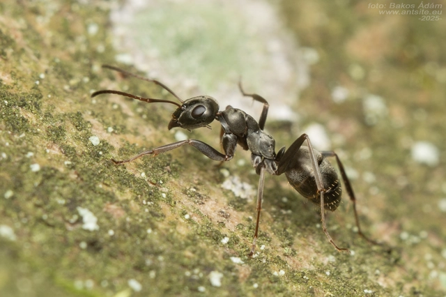 Formica fusca - kormos rabszolgahangya