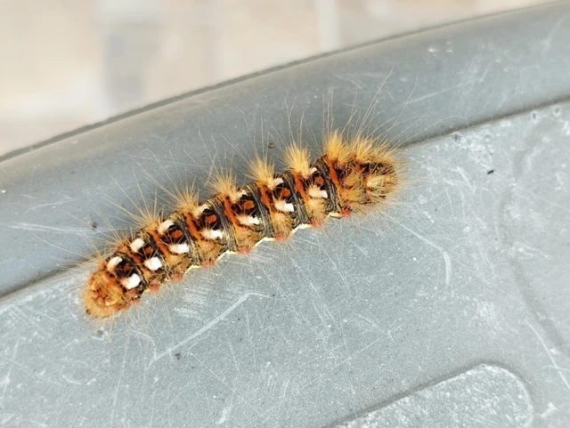 Acronicta rumicis - sóska-szigonyosbagoly