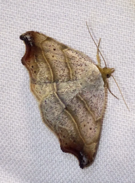 Laspeyria flexula - zuzmóbagoly