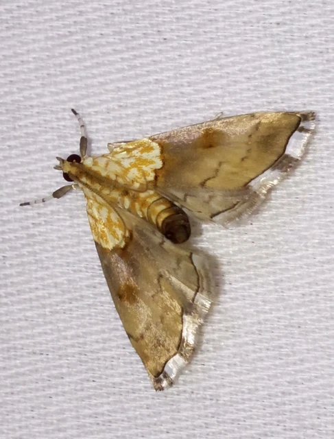 Agrotera nemoralis - ligeti tűzmoly