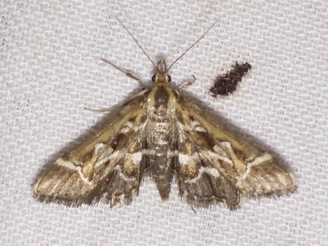 Diasemia reticularis - betűmintás tűzmoly
