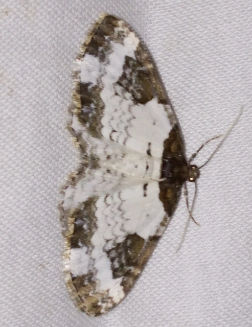 Melanthia procellata - hullámos tarkaaraszoló