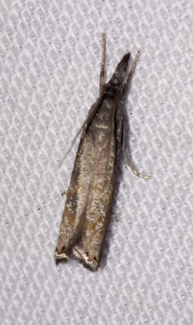 Platytes cerussella - törpe fűgyökérmoly