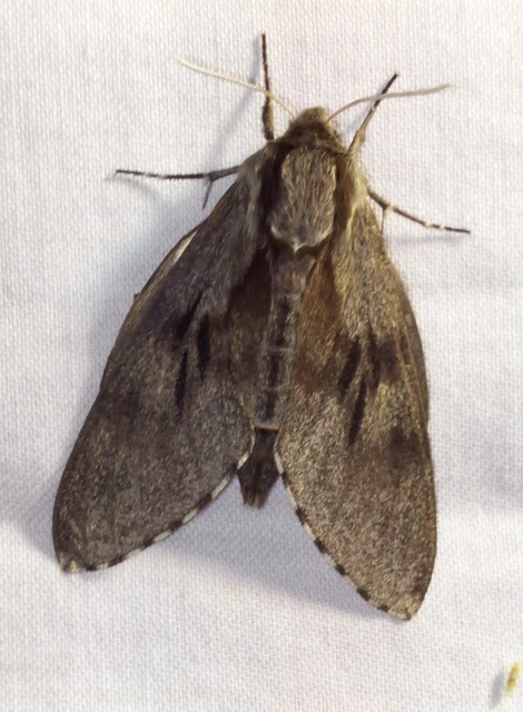 Hyloicus pinastri - fenyőszender