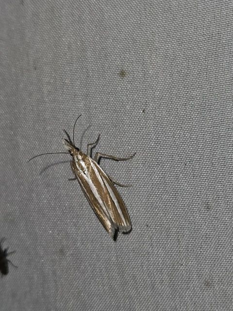 Eucarphia vinetella - pontusi karcsúmoly