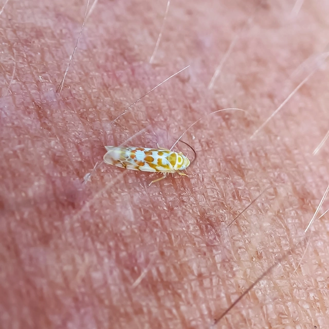 Typhlocyba quercus