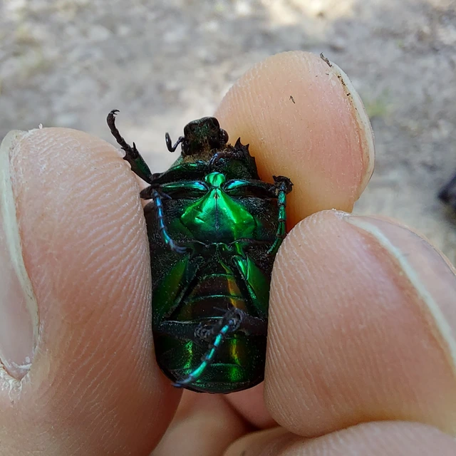 Protaetia speciosissima - pompás virágbogár