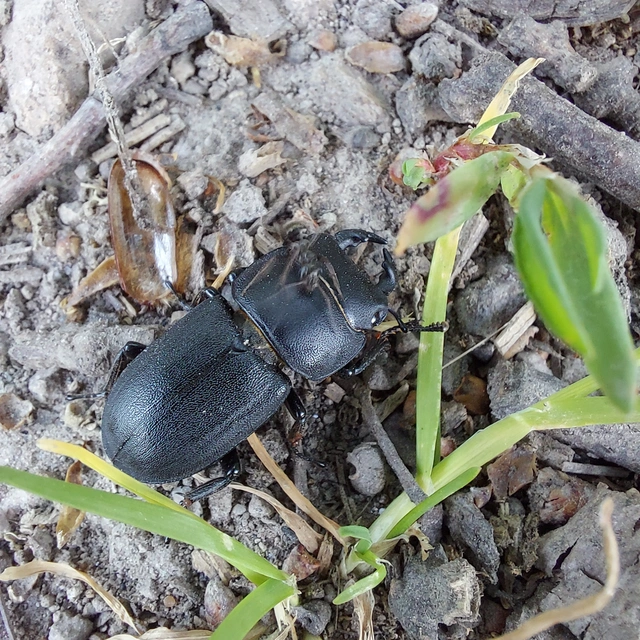 Dorcus parallelipipedus - kis szarvasbogár