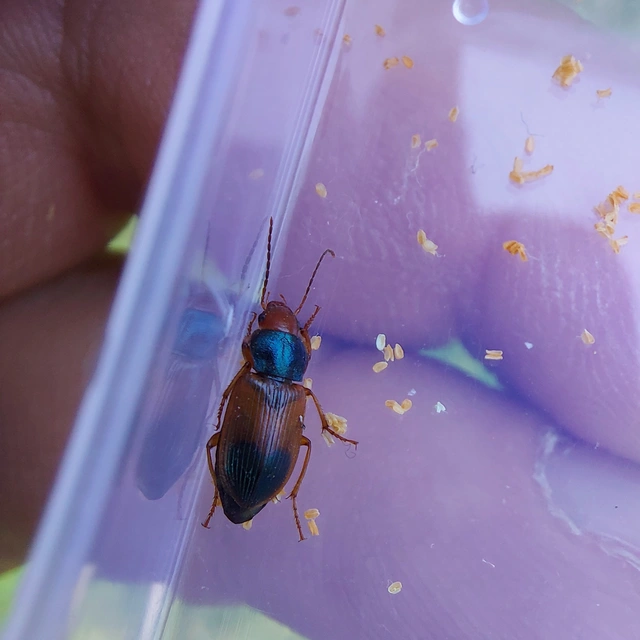 Diachromus germanus - német tarkafutó