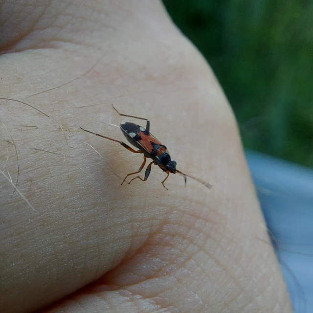 Beosus quadripunctatus - pettyes homokibodobács