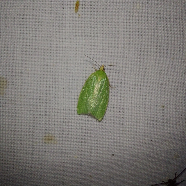 Tortrix viridana - tölgyilonca