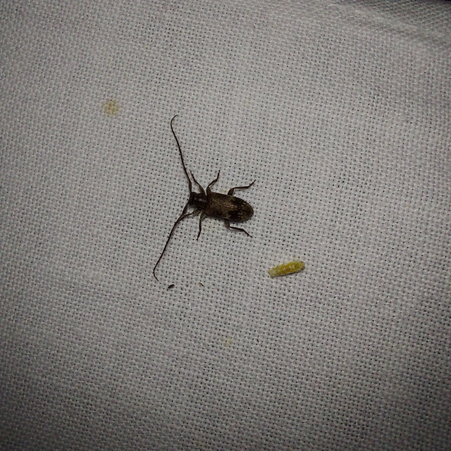 Exocentrus adspersus - tölgyfa-rőzsecincér