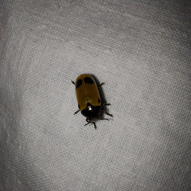 Clytra quadripunctata - négyfoltos zsákhordóbogár