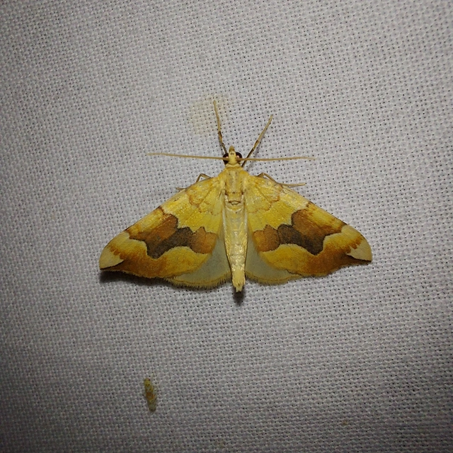 Cidaria fulvata - rózsaaraszoló