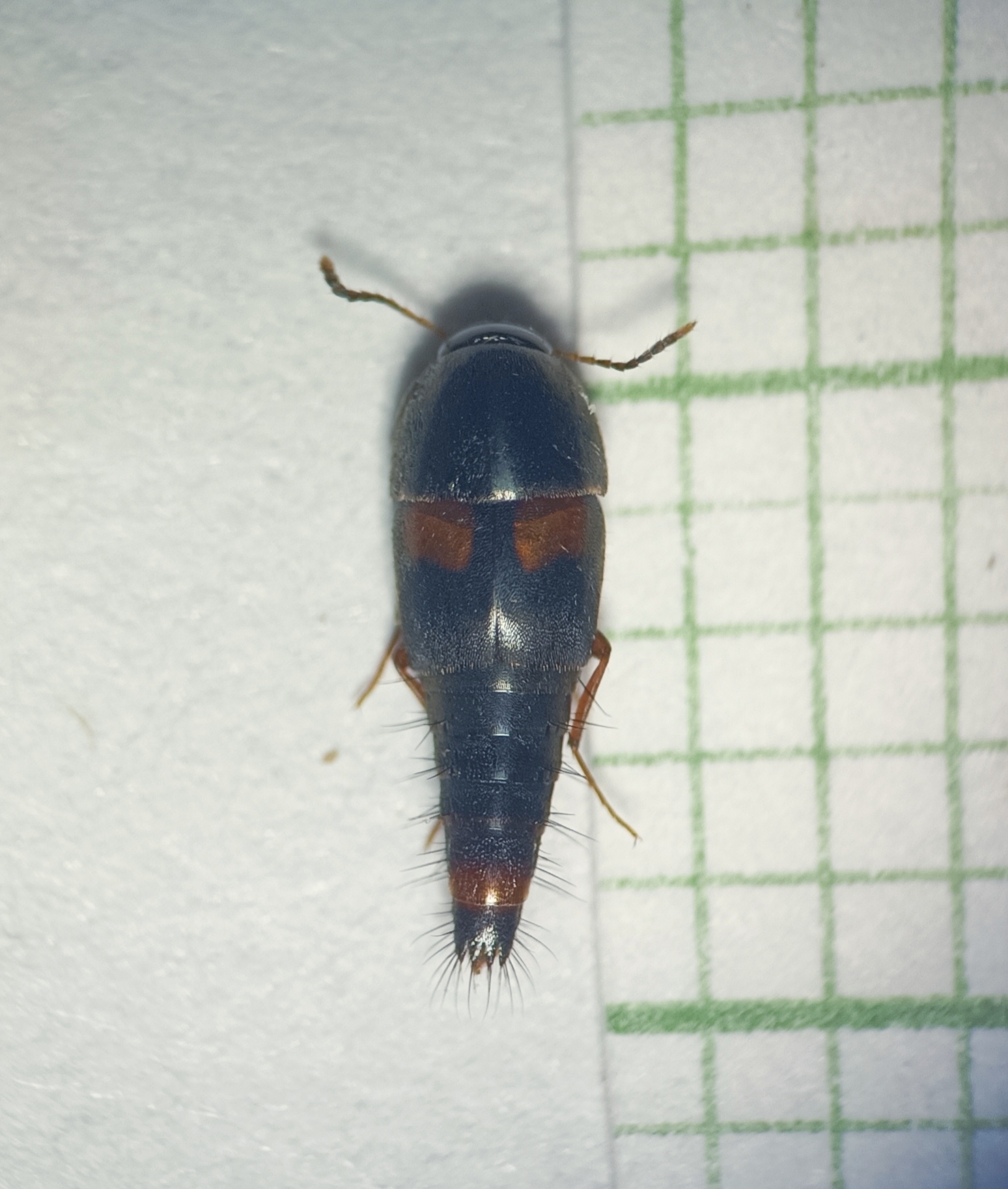 Sepedophilus bipustulatus - taplókedvelő pihésholyva