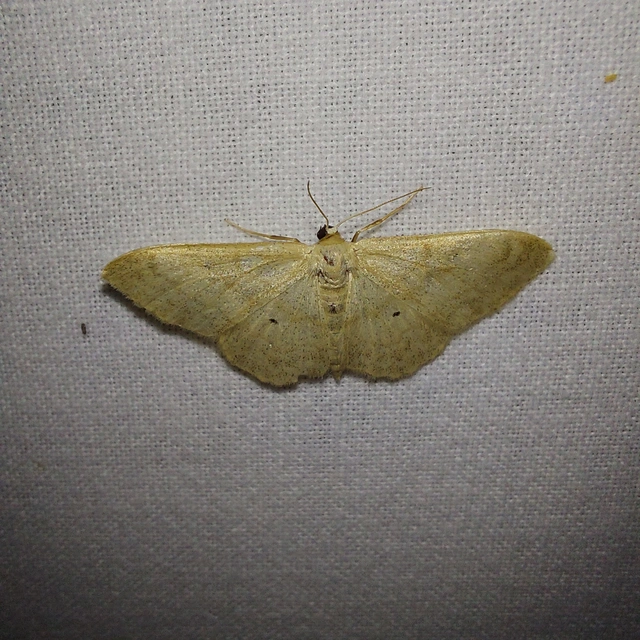 Idaea deversaria - egyszínű sávosaraszoló