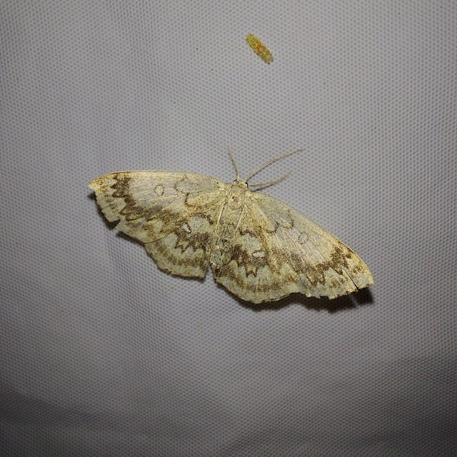 Cyclophora annularia - gyűrűs pettyesaraszoló