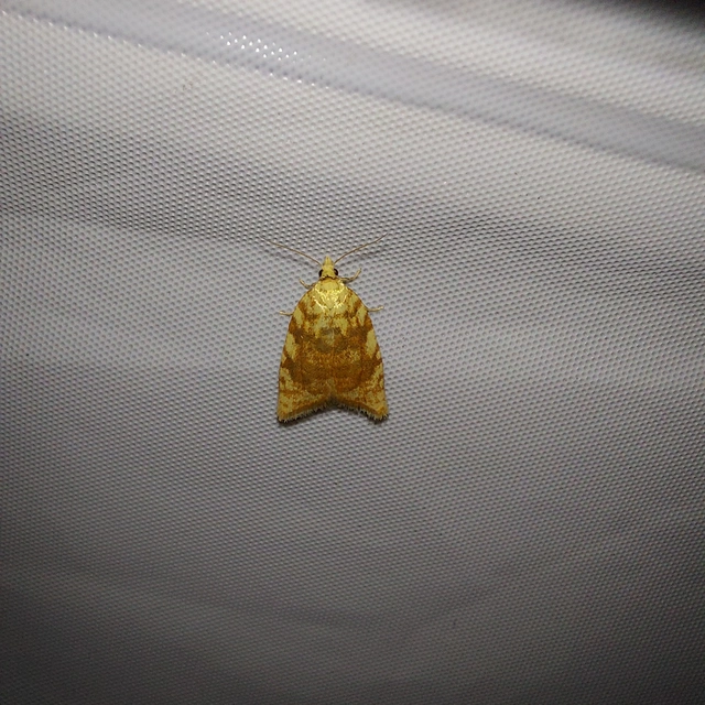 Aleimma loeflingiana - tölgylevél-sodrómoly Aleimma loeflingiana - tölgylevél-sodrómoly
