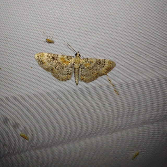 Eupithecia linariata - vonalas törpearaszoló