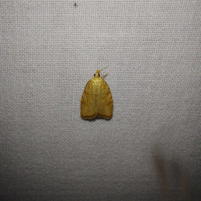 Aleimma loeflingiana - tölgylevél-sodrómoly Aleimma loeflingiana - tölgylevél-sodrómoly