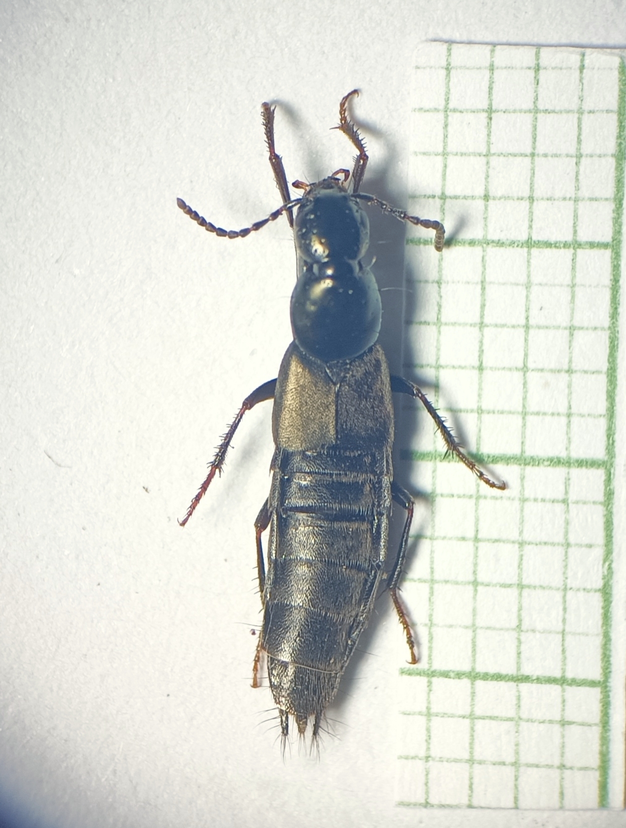Philonthus decorus - érces ganajholyva