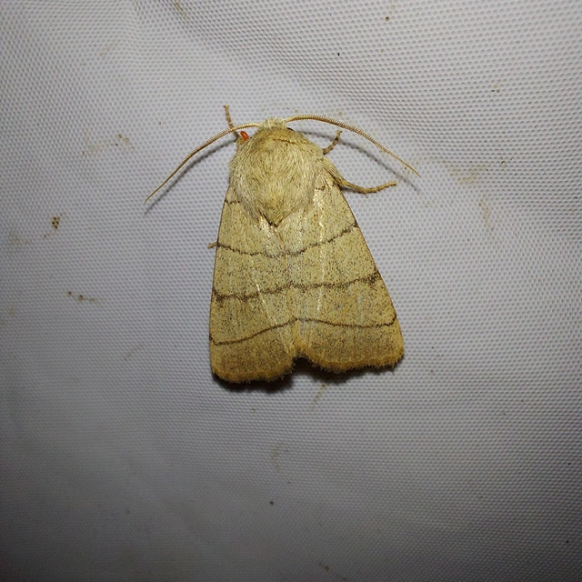 Charanyca trigrammica - háromsávos lombbagoly
