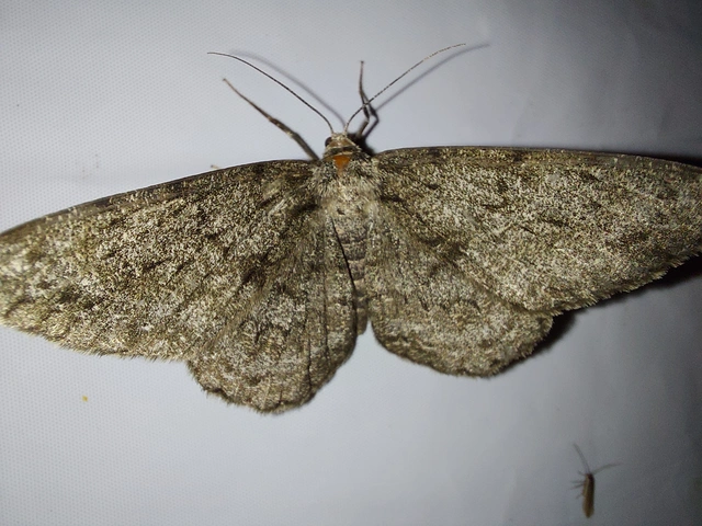 Hypomecis roboraria - nagy tölgyfaaraszoló