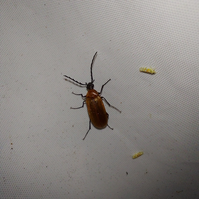 Pseudocistela ceramboides - narancssárga alkonybogár