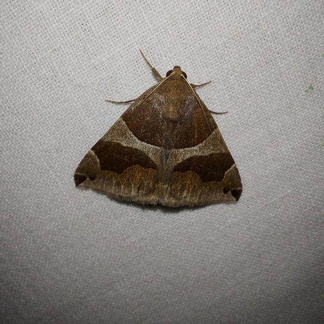 Dysgonia algira - déli porcelánbagoly