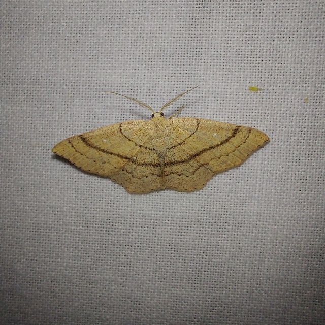 Cyclophora linearia - vonalas pettyesaraszoló