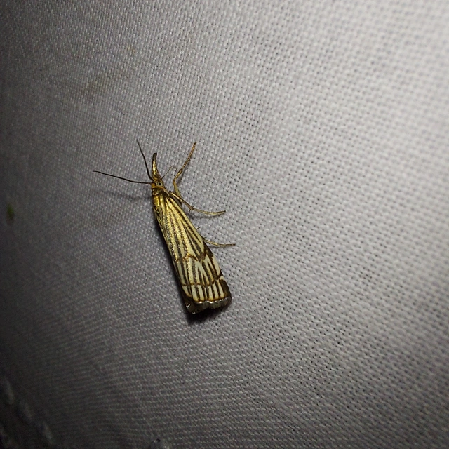Chrysocramboides craterella - rácsos fűgyökérmoly