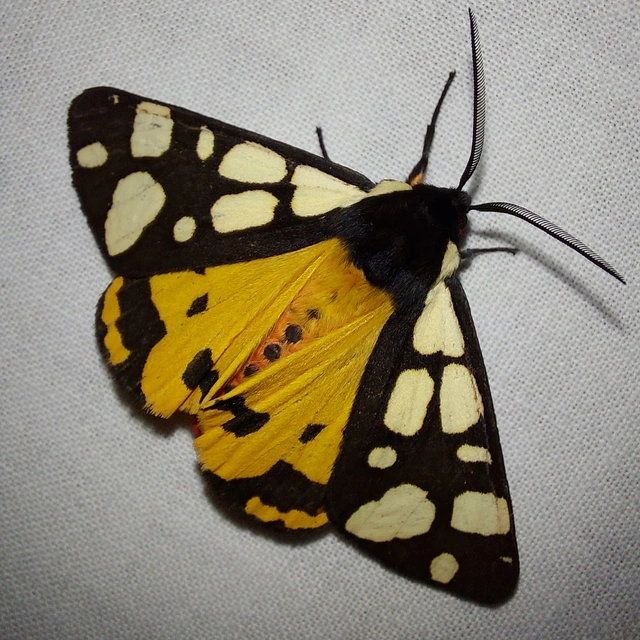 Arctia villica - fekete medvelepke