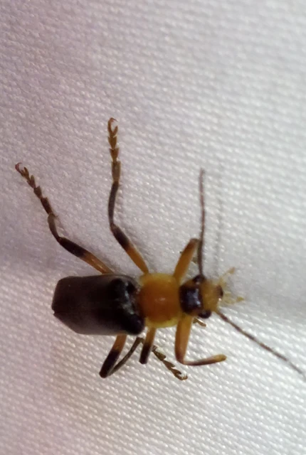 Cantharis livida - mezei lágybogár