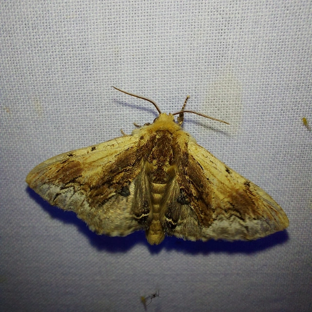 Ptilodon cucullina - csuklyás púposszövő