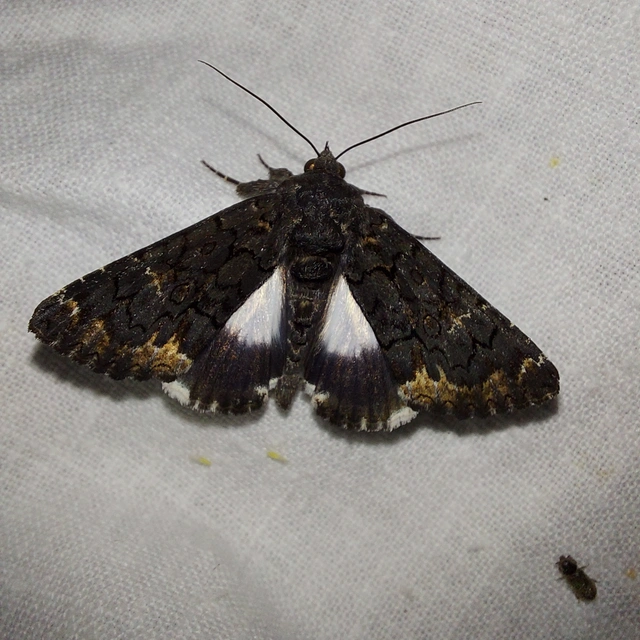 Catephia alchymista - fekete övesbagoly