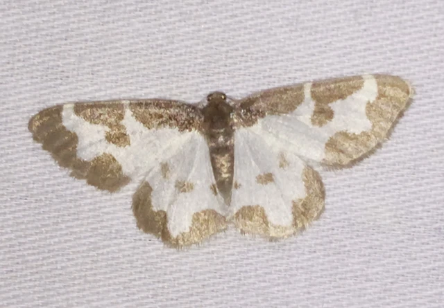 Lomaspilis marginata - szegélyes nyárfaaraszoló Lomaspilis marginata - szegélyes nyárfaaraszoló