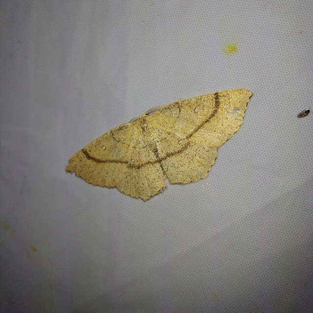 Cyclophora ruficiliaria - vörösrojtú pettyesaraszoló