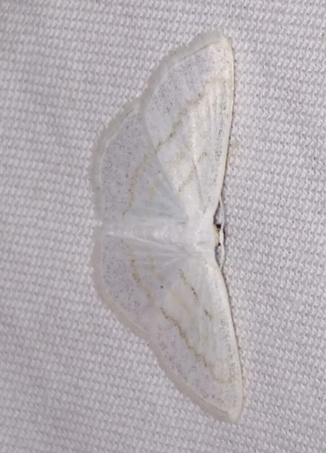 Scopula caricaria - mocsári fehéraraszoló