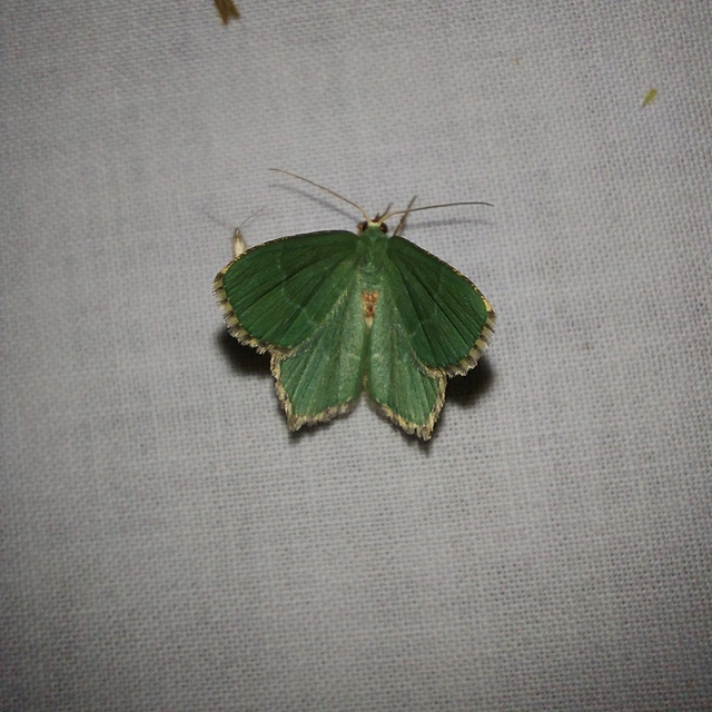 Hemithea aestivaria - nyír-zöldaraszoló