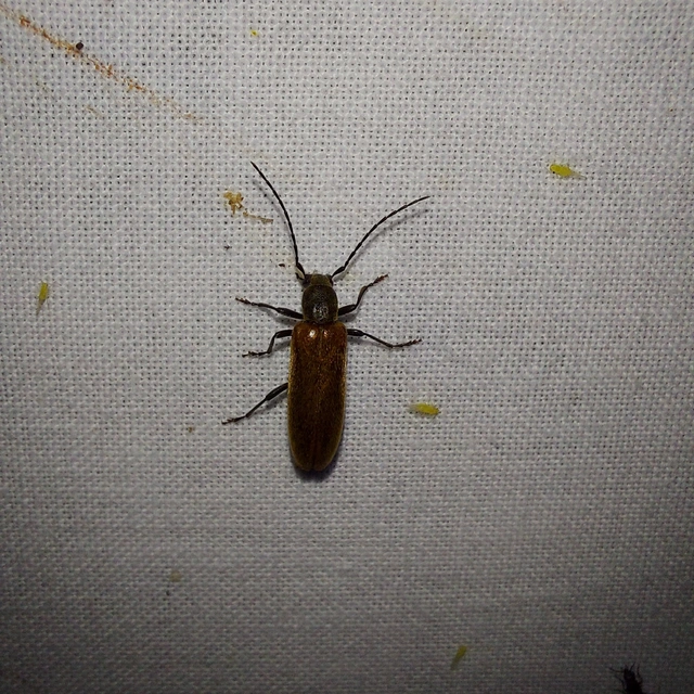 Sparedrus testaceus - szőrös álcincér