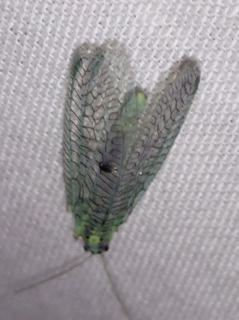 Chrysopa