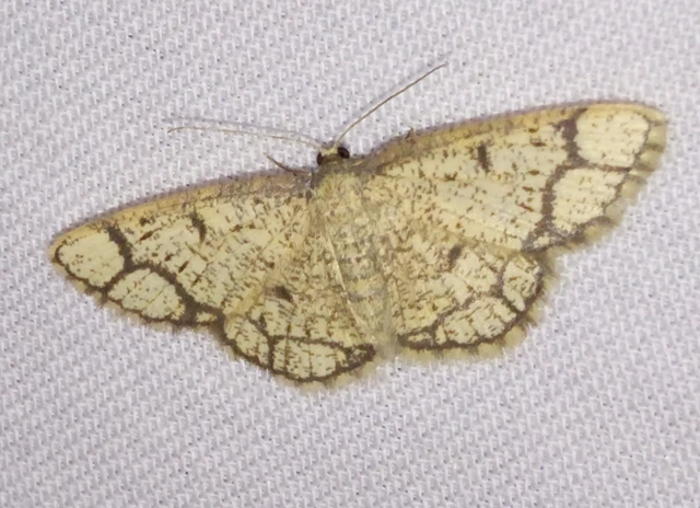 Stegania cararia - gyűrűs nyáraraszoló