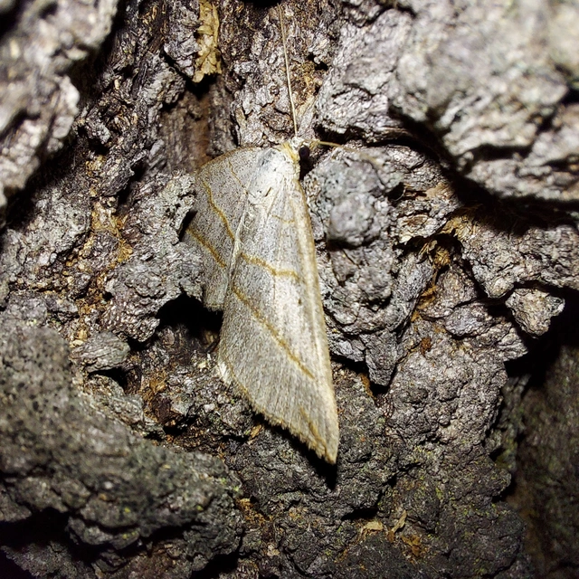 Scotopteryx mucronata/luridata/ignorata