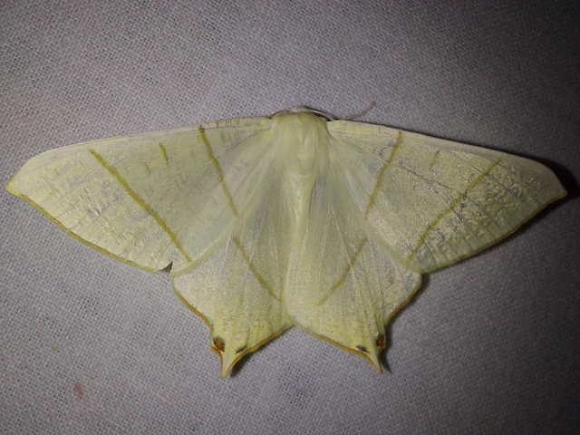 Ourapteryx sambucaria - fecskefarkú araszoló