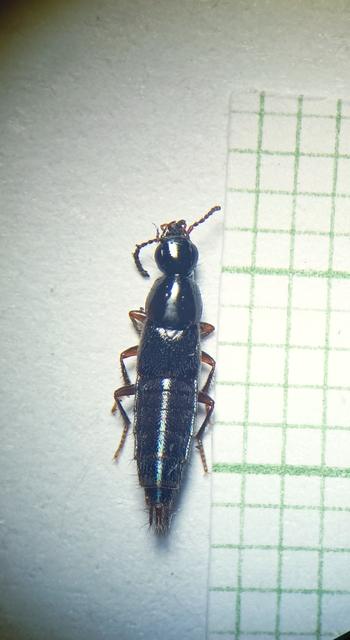 Quedius umbrinus - nagyszemű mohaholyva