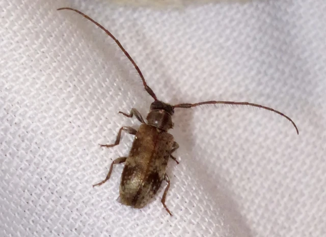 Exocentrus adspersus - tölgyfa-rőzsecincér