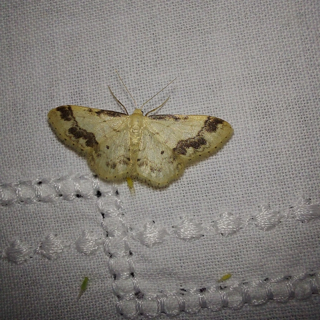 Idaea trigeminata - csúcsfoltos apróaraszoló