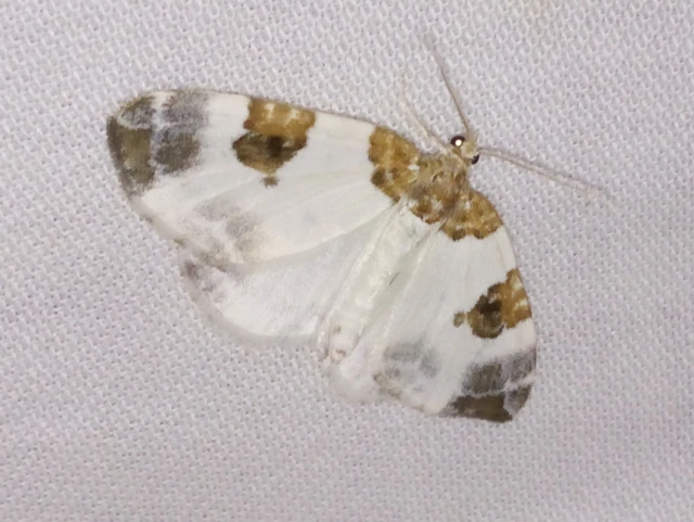 Plemyria rubiginata - barnafoltos fehéraraszoló
