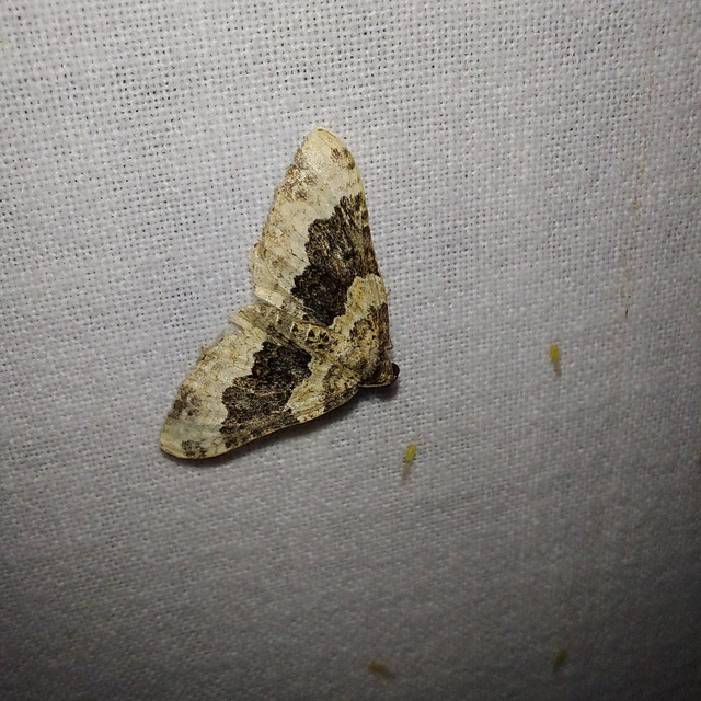 Epirrhoe galiata - sávos galajaraszoló